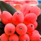 10 seeds Loquat Fruit Tree Seeds