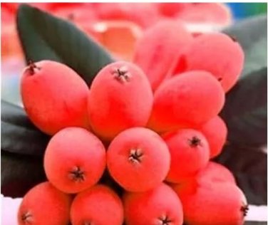 10 seeds Loquat Fruit Tree Seeds