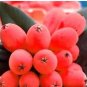 10 seeds Loquat Fruit Tree Seeds