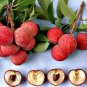 10 seeds Loquat Fruit Tree Seeds