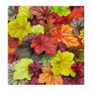 200 seeds Heuchera 'Coral Bell' Seeds - Colorful