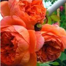 30 seeds Chinese Peony Tree Seeds