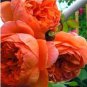30 seeds Chinese Peony Tree Seeds