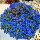 100 seeds Aubrieta cultorum Rock Cress Seeds - Dark Blue Flowers