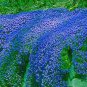 100 seeds Aubrieta cultorum Rock Cress Seeds - Dark Blue Flowers