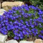 100 seeds Aubrieta cultorum Rock Cress Seeds - Dark Blue Flowers