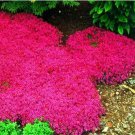 100 seeds Creeping Thyme Seeds Rock CRESS Ground Cover Flower