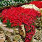 100 seeds Creeping Thyme Seeds Rock CRESS Ground Cover Flower