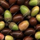 10 seeds Oak Tree Seeds