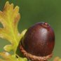 10 seeds Oak Tree Seeds