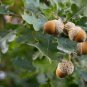 10 seeds Oak Tree Seeds
