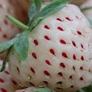 300 seeds Rare White Strawberry Pineberry Fruit Seeds