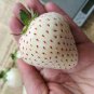 300 seeds Rare White Strawberry Pineberry Fruit Seeds