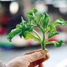 120 seeds Delphinium Seeds - Light Bright Blue Colors