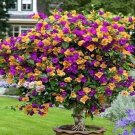 100 seeds Orange Purple Bougainvillea Seeds