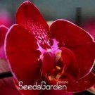 100 seeds Phalaenopsis Orchid Seeds Dark Red Flowers with Pink Red