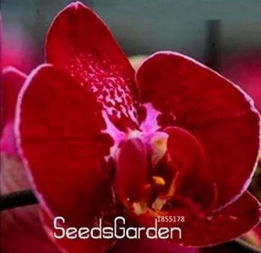 100 seeds Phalaenopsis Orchid Seeds Dark Red Flowers with Pink Red