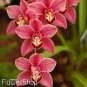100 seeds Phalaenopsis Orchid Seeds Dark Red Flowers with Pink Red
