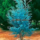 30 seeds Impressive Eucalyptus Seed gunnii Cider Gum Eucalyptus Bonsai