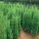100 seeds Microbiota Decussata Siberian Carpet Cypress Arborvitae Flower Bonsai