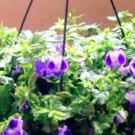 100 seeds Torenia Fournieri Bonsai Amazing Flower Bonsai