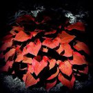 100 seeds Beautiful Hosta Bonsai Plants Perennials Lily Flower Shade Hosta Flower