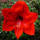 100 seeds Amaryllis Chinese Bonsai Amarilis Planting