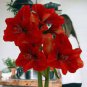 100 seeds Amaryllis Chinese Bonsai Amarilis Planting
