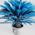 10 seeds Blue Cycas Bonsai Sago Palm Tree Plant Cycas Tree Bonsai