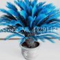 10 seeds Blue Cycas Bonsai Sago Palm Tree Plant Cycas Tree Bonsai
