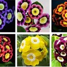 100 seeds Fresh Rare Primrose Seeds Easy Planting flower semillas