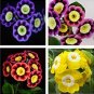 100 seeds Fresh Rare Primrose Seeds Easy Planting flower semillas