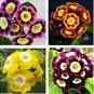 100 seeds Fresh Rare Primrose Seeds Easy Planting flower semillas