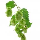 100 seeds Hops Humulus lupulus Bonsai