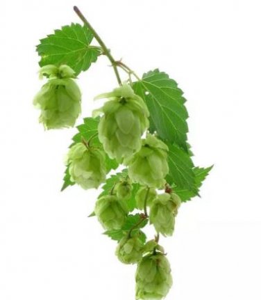100 seeds Hops Humulus lupulus Bonsai