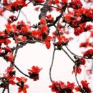 30 seeds Bombax ceiba Seeds Cotten Tree Red Silk-cotton Tree