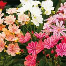5 seeds Lewisia Cotyledon 'Galaxy Mixed' Flower