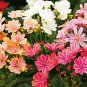 5 seeds Lewisia Cotyledon 'Galaxy Mixed' Flower