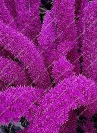 120 seeds Purple Bamboo Foxtail Seeds