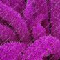 120 seeds Purple Bamboo Foxtail Seeds
