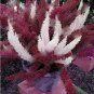 120 seeds Purple Bamboo Foxtail Seeds
