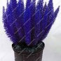120 seeds Purple Bamboo Foxtail Seeds