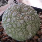 1 seeds Rare PSEUDOLITHOS sphaericus Seed perennial Lovely Succulent