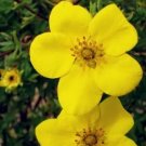 100 seeds New Potentilla Fruticosa