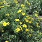 100 seeds New Potentilla Fruticosa