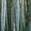 200 seeds Huge Phyllostachys Pubescens Moso Bamboo