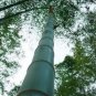 200 seeds Huge Phyllostachys Pubescens Moso Bamboo