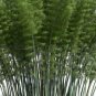 200 seeds Huge Phyllostachys Pubescens Moso Bamboo