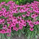 100 seeds 'May Jay' Red Purple Coneflower Echinacea purpurea Flower