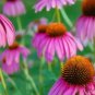 100 seeds 'May Jay' Red Purple Coneflower Echinacea purpurea Flower